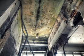 Best Environmental Consulting for Mold Prevention in USA